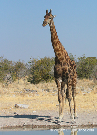 373-Giraffe  70D2-4626