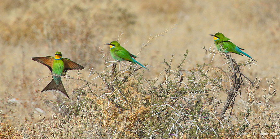 374-Swallow-tailed Bee-eaters  70D2-4608