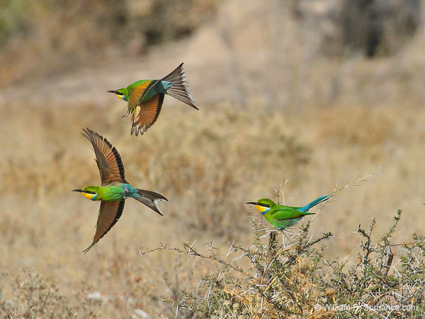 376-Swallow-tailed Bee-eaters  70D2-4611