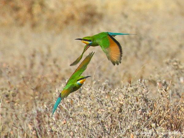 378-Swallow-tailed Bee-eaters  70D2-4617