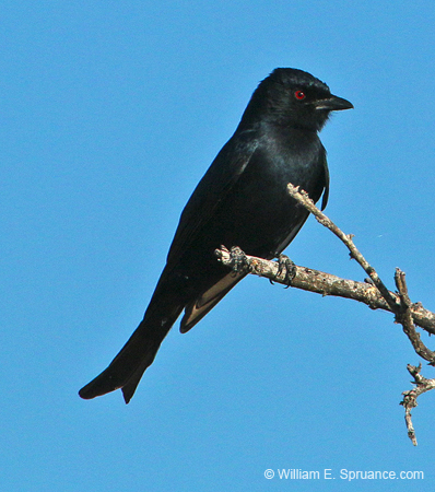 409-Fork-tailed Drongo  70D2-4785