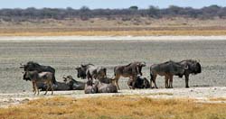 388-Wildebeests on the Pan  70D2-4694
