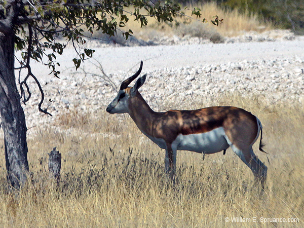 435-Kalahari Springbok in Afternoon Shade  70D2-5072