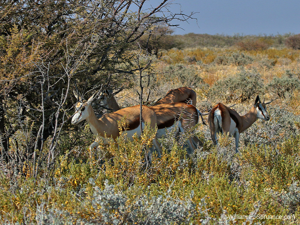 438-Kalahari Springboks  70D2-5083