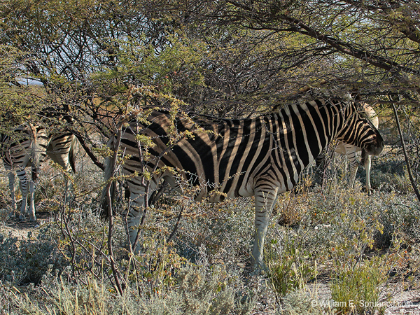 439-Zebras seeking shade  70D2-5085