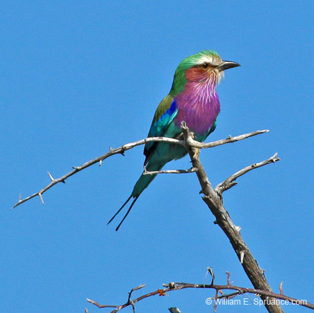 444-Lilac-breasted Roller  70D2-5133