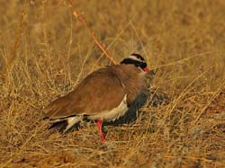 420-Crowned Lapwing  70D2-4871