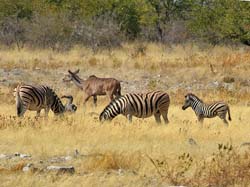 434-Zebras and Kudu  70D2-5065