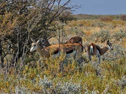 438-Kalahari Springboks  70D2-5083
