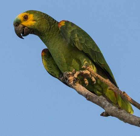 0067 Blue-fronted Parrot 60D-3693