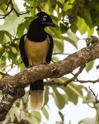 0107 Plush Crested Jay 60D-4236