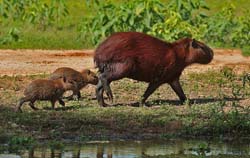 0228 Capybara and Young 60D-6058