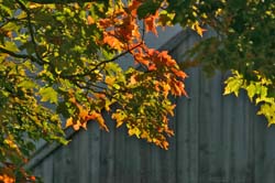 Autumn-Leaves-5027