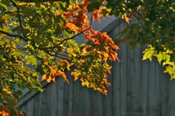 Autun-Leavs-5027
