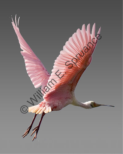 MG7A2176-Roseatte-Spoonbill