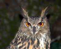 10062-Great-Horned-Owl