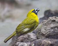 MG7A0693-yellow-bird