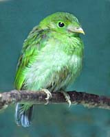 MG7A0694-Green-Bird