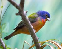 MG7A0723-Painted-Bunting-8