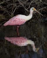 MG7A2044-Roseate-Spoonbill