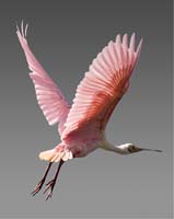 MG7A2176-Roseatte-Spoonbill