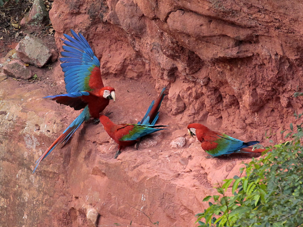 095 Red-and-green Macaws 11J8E1977