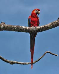 088 Scarlet Macaw 70D9103