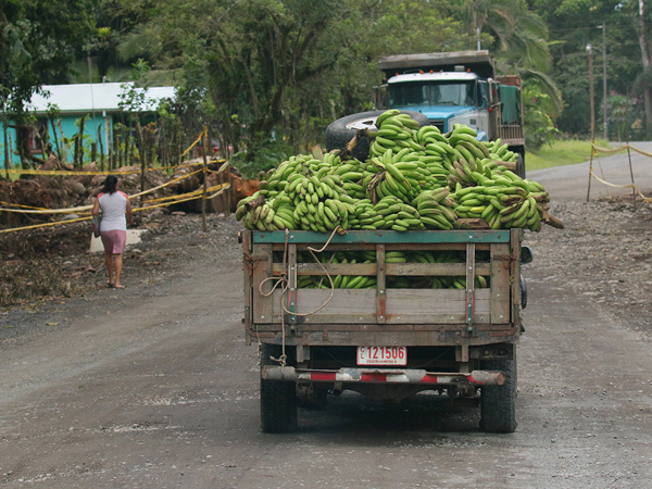 164 Banana Delivery 80D0945