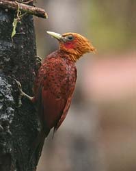 188 Chestnut Colored Woodpecker 80D1073