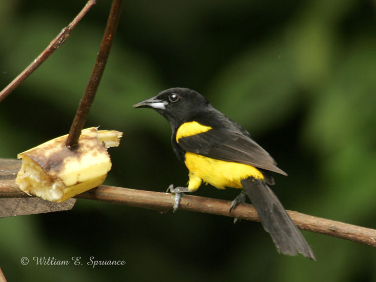 Black-cowled Oriole-NG7A2546