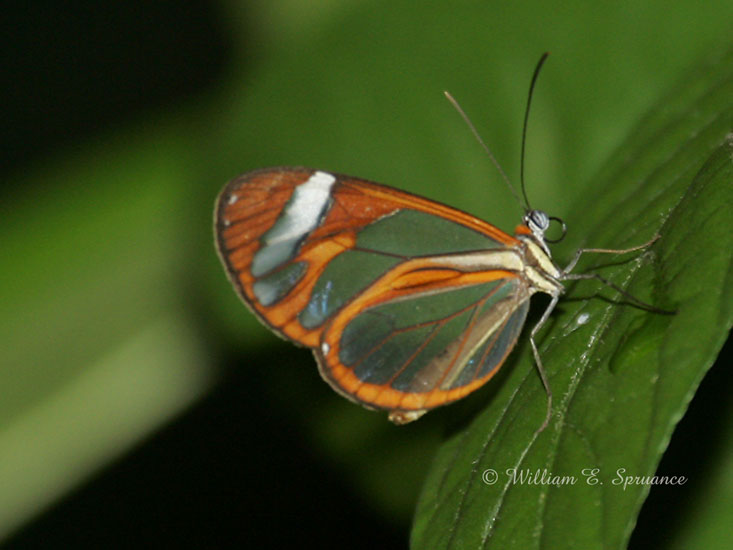 Clear Wing Butterfly-NG7A3481
