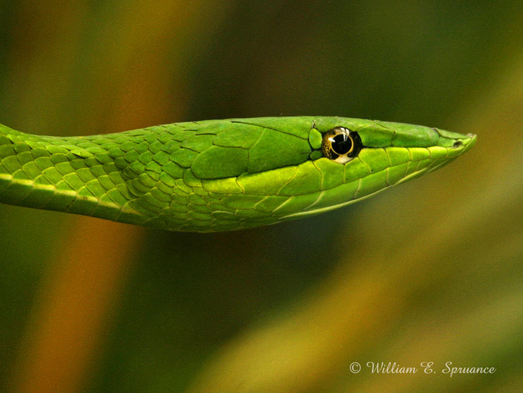 Green Vine Snake-11838