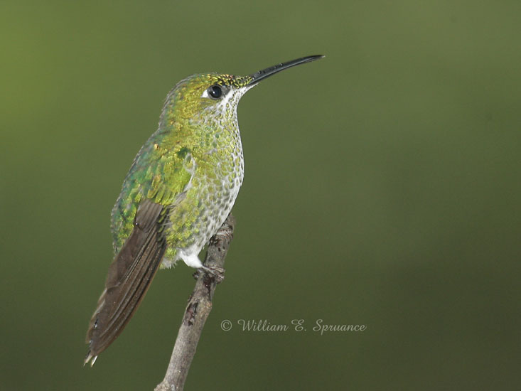 Green-crowned Brilliant (female)-NG7A2140