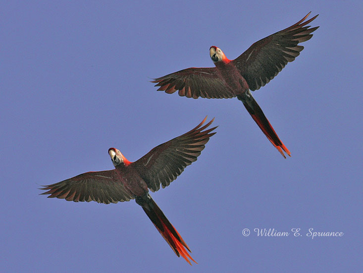 Scarlet Macaws-NG7A3693