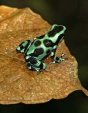Green and Black Poison Dart Frog-11544_JFR