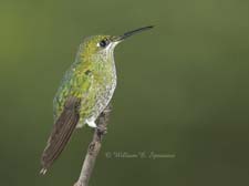 Green-crowned Brilliant (female)-NG7A2140