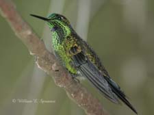Green-crowned Brilliant (male)-NG7A2143