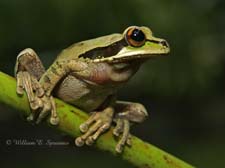 Masked Tree Frog-NG7A4090
