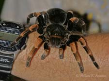Red-legged Tarantula-11655