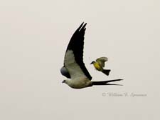Swallow-Tail Kite vs Tropical Kingbird-NG7A2668