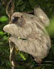 Three-toed Sloth-NG7A3983