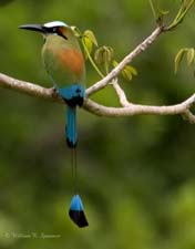 Turquoise-browed Motmot-NG7A3534