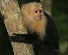 White-faced Capuchin-NG7A3977