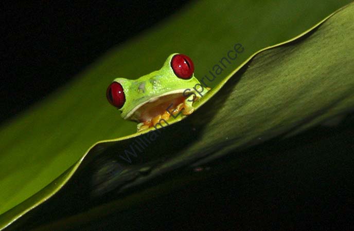 Red-eyed Tree Frog 4U5B2863