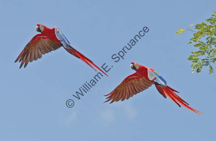 Scarlet Macaws 4U5B2711