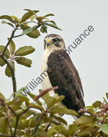 Short-tailed Hawk 4U5B2350