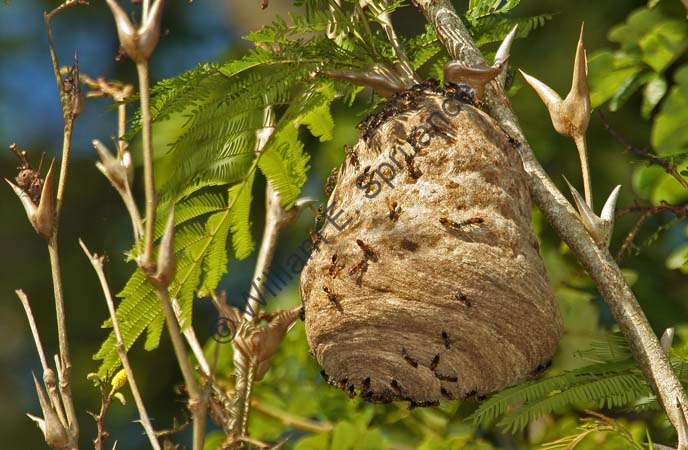 Wasp Nest 4U5B2676