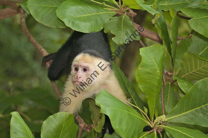 White-faced Capuchin 4U5B2774