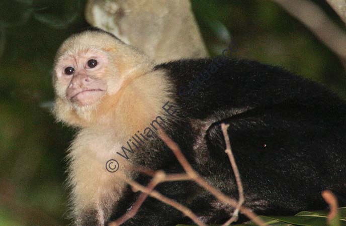 White-faced Capuchin 4U5B2782