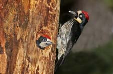 Acorn Woodpecker 4U5B3612